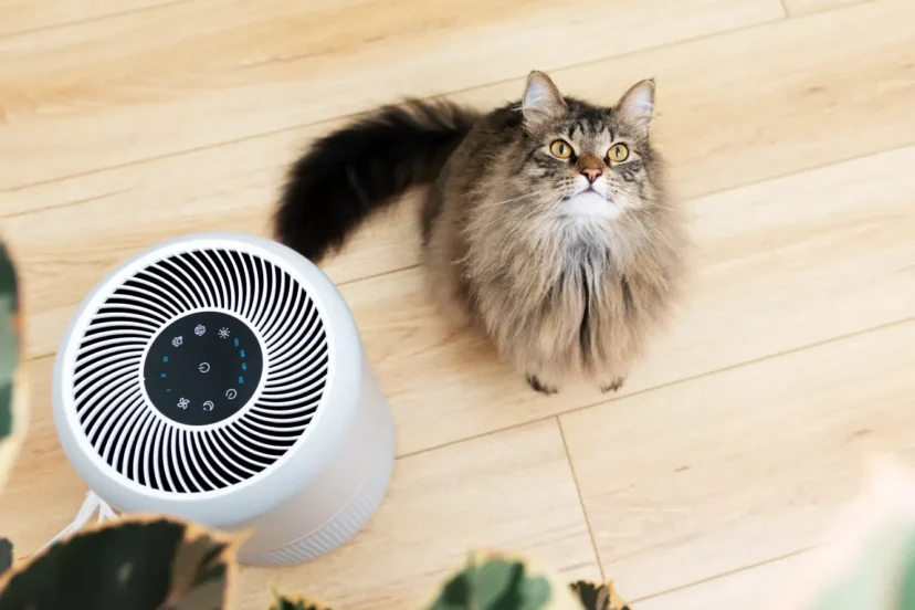 Close-up view of a fluffy cat sitting beside an air purifier