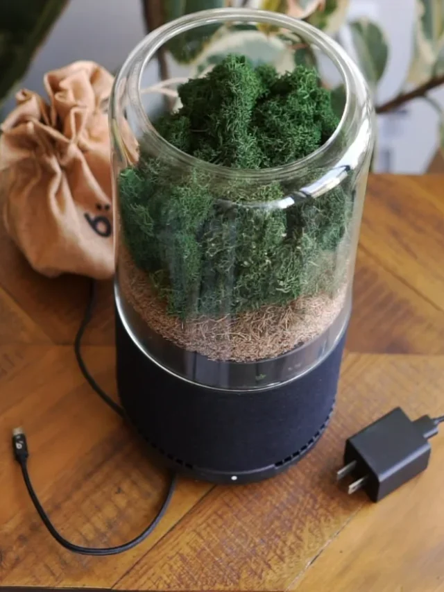 Check Out Moss-Powered Eco-Friendly Air Purifiers