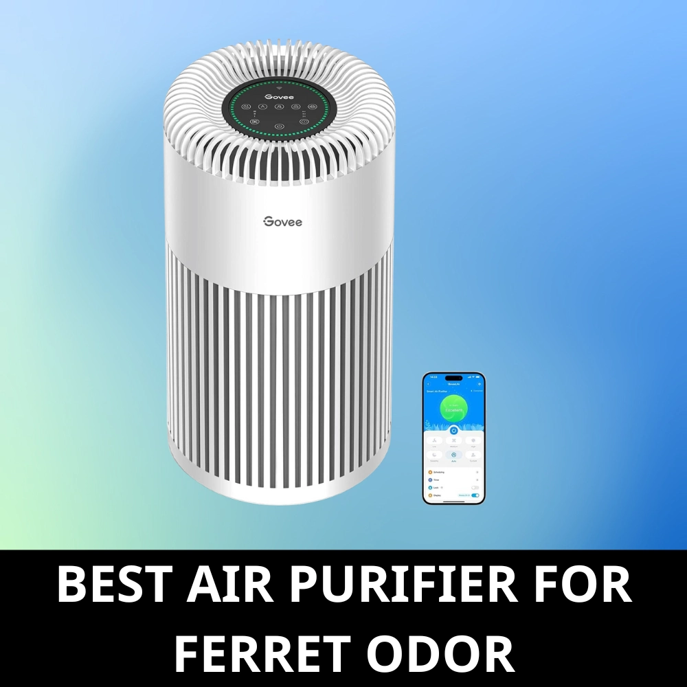 Choosing the Best Air Purifier to Neutralize Ferret Odors